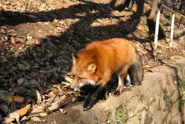 小狐狸频繁现身北京潭柘寺,它究竟是从何而来的?