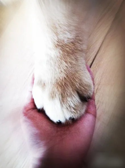 三个月的金毛犬有多大?求照片,求好心人
