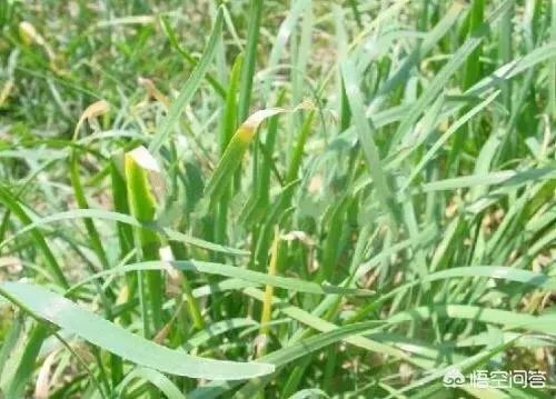 韭菜疫病有什么危害?怎样防治?
