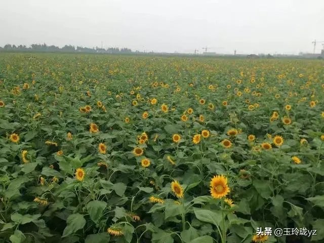 有什么好的网赚项目?