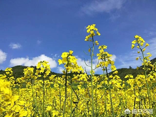 八九月份适合去哪里旅游?