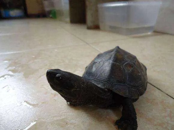 小墨龟图片？