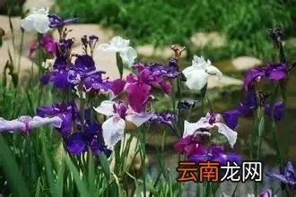 最美的35种水生植物花卉,好美!