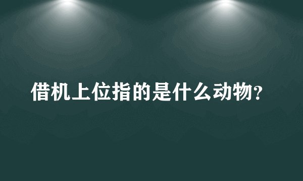借机上位指的是什么动物？