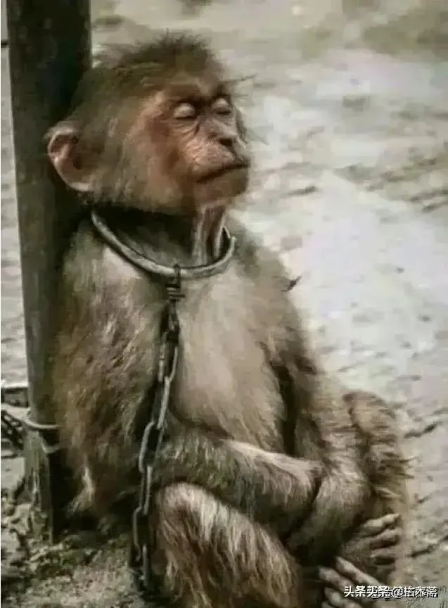 没几个人知道他爸爸的爷爷叫什么名字，传宗接代还有意义吗？