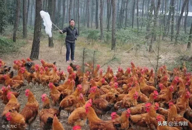 未来中国养殖业会是怎么样的?