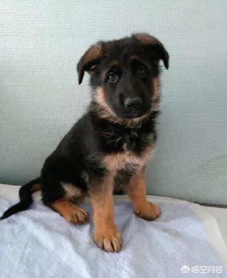德国牧羊犬幼犬多少钱一只?