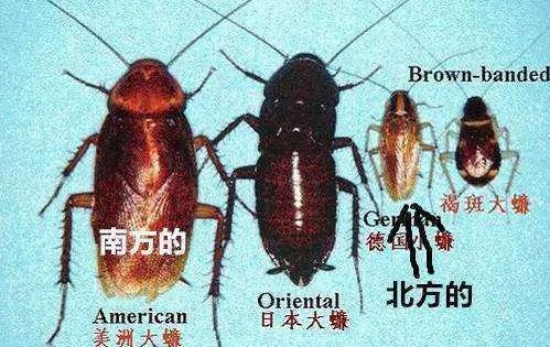 北方蟑螂和南方蟑螂哪个更可怕?