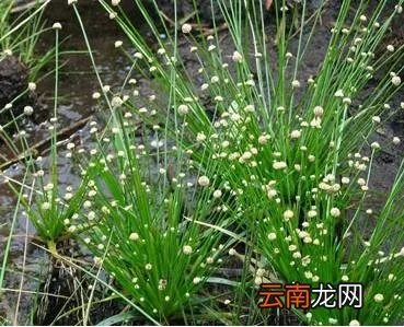 最美的35种水生植物花卉,好美!