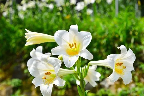 人们常常说“人无千日好,花无百日红”什么意思?