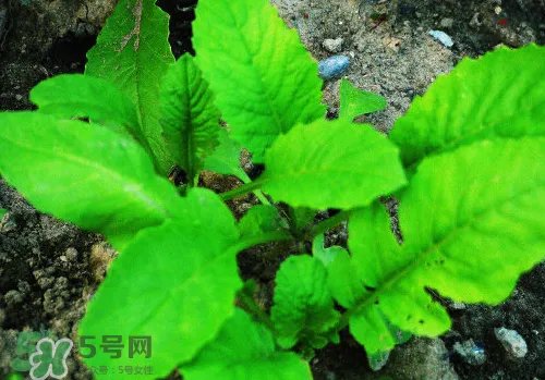头伏萝卜二伏菜是什么意思?头伏种什么菜?