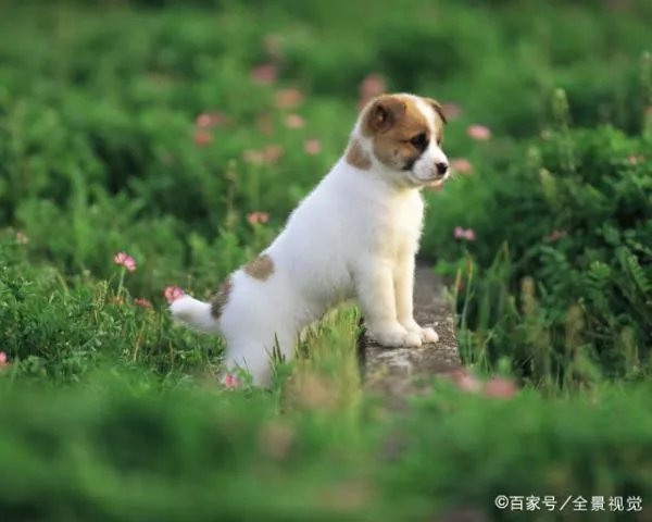 狗宝到底是什么东西狗宝价值百万是真的吗