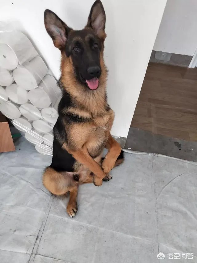 德国牧羊犬幼犬多少钱一只？