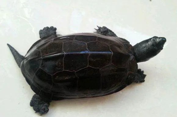 小墨龟图片?