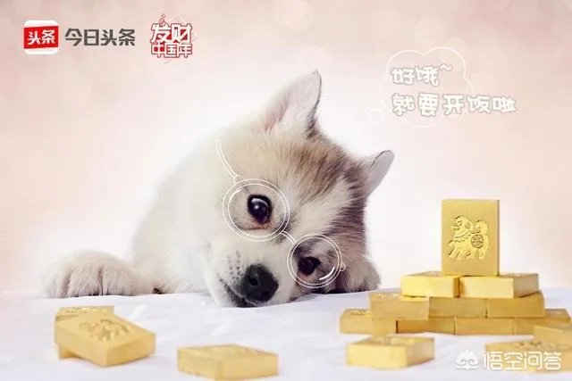 上联:阿发狗,旺财狗,戊戌狗,三狗开泰。如何对下联?