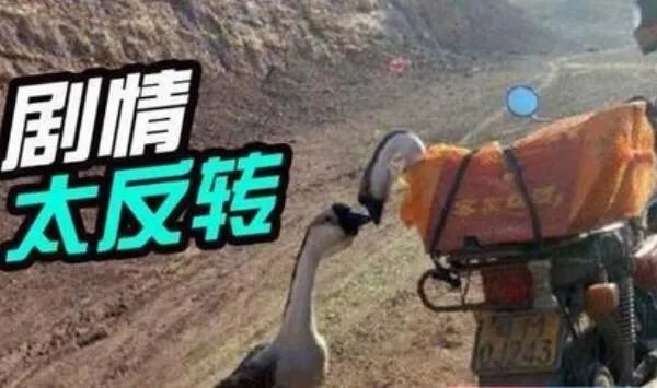 两鹅别离吻成网红:两只鹅在情人节离别,亲吻照令人感动