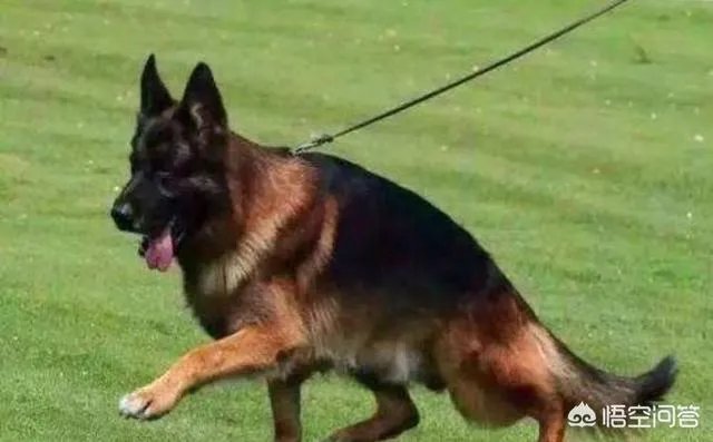 德国牧羊犬幼犬多少钱一只?
