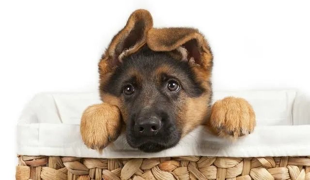 德国牧羊犬幼犬多少钱一只?
