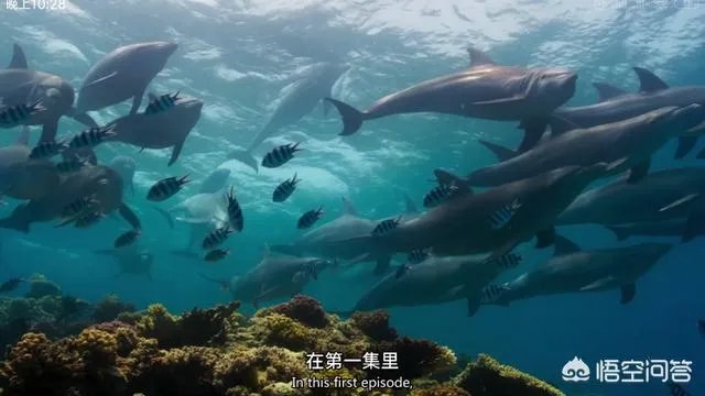 《蓝色星球第二季》里海豚游泳是不是类似于裸眼3d?