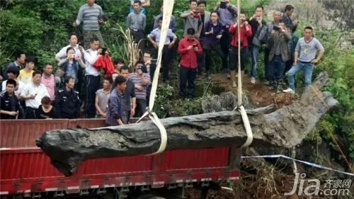 乌木是什么东西?乌木价值