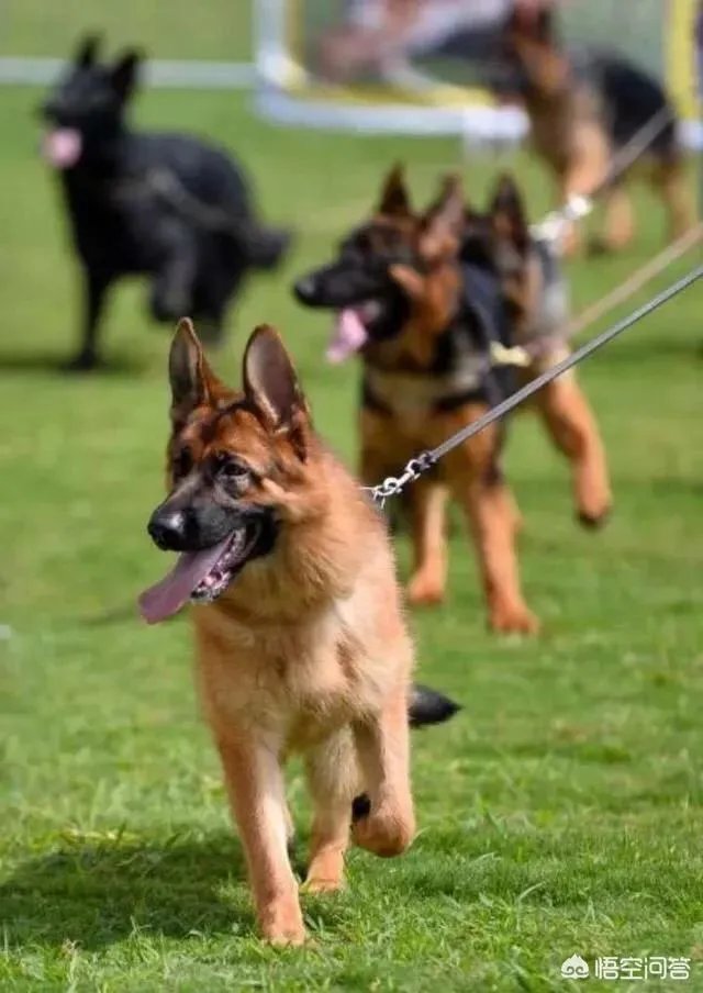 德国牧羊犬幼犬多少钱一只?
