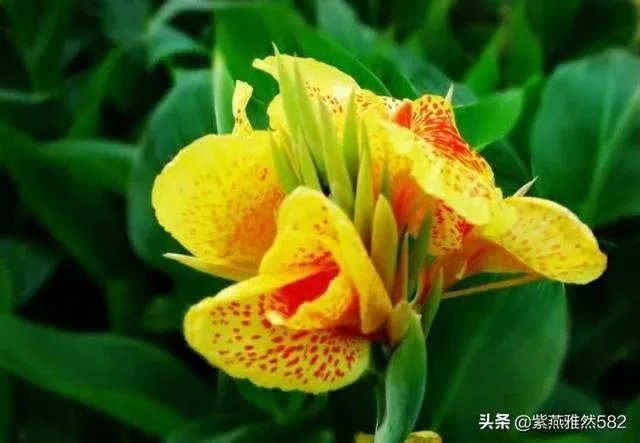 二月二龙抬头有什么美丽诗词?