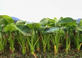 广西安和镇广大群众增收致富的拳头产品是什么?