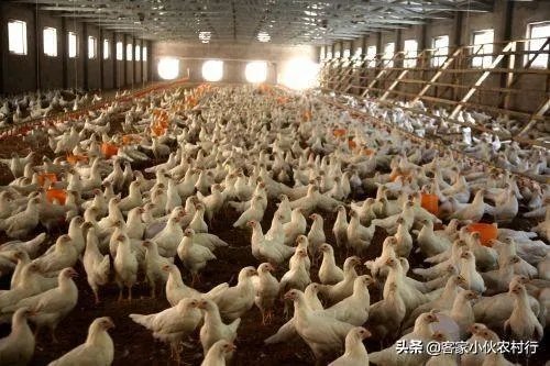 未来中国养殖业会是怎么样的?