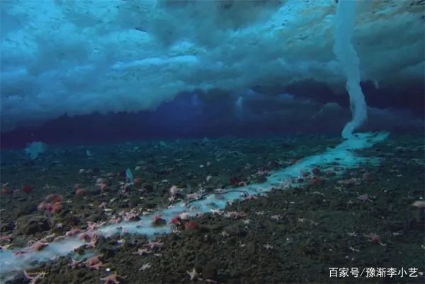 南极的死亡冰柱是什么?为何会杀死很多生物?