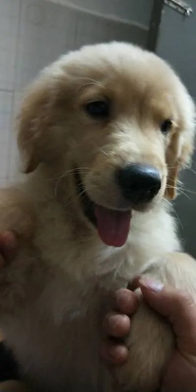 三个月的金毛犬有多大?求照片,求好心人