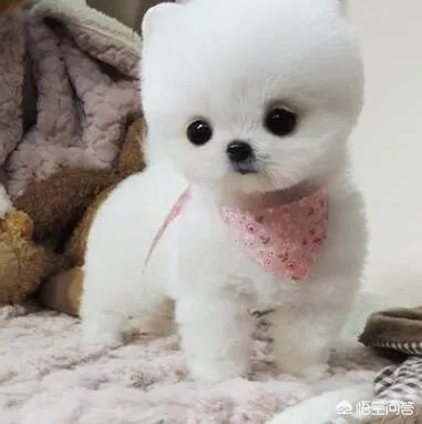 幼犬喂养方法?