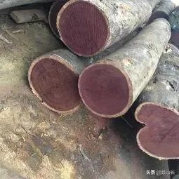 全球十大最名贵木材有哪些?