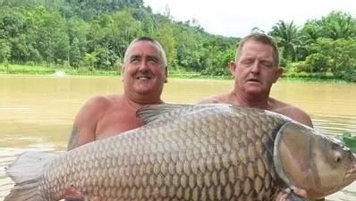 怎么钓暹罗鲤鱼